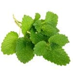 Melisa lekarska - uprawa, działanie i zastosowanie lecznicze melisa lekarska