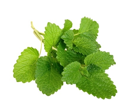 Melisa lekarska – uprawa, działanie i zastosowanie lecznicze