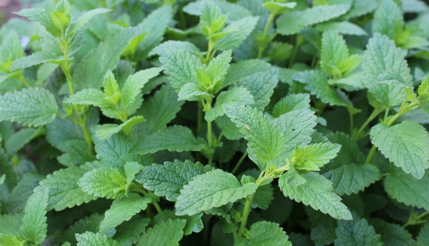 melisa lekarska uprawa