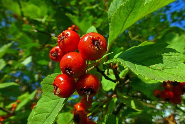 Głóg – właściwości, działanie i przeciwwskazania
