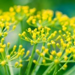 Koper włoski fenkuł - właściwości, zastosowanie i przepisy koper włoski