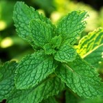 Mięta pieprzowa - działanie i zastosowanie zdrowotne oraz kulinarne mięta pieprzowa