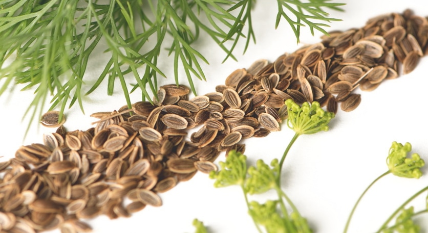 nasiona kopru włoskiego