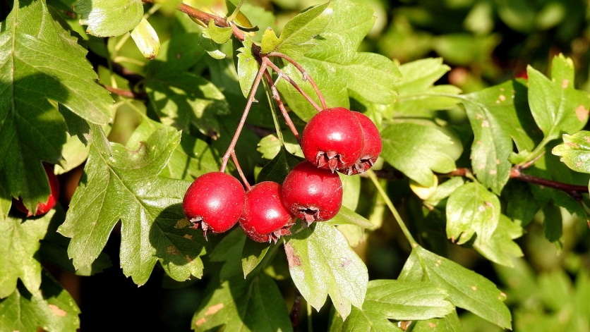 owoce głogu