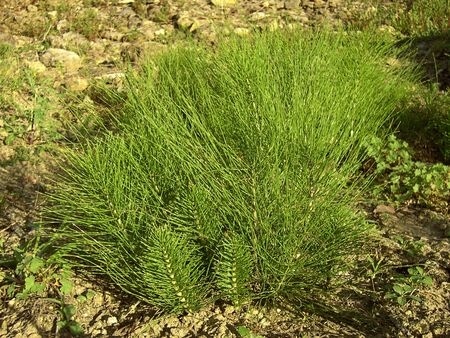 Skrzyp polny – właściwości, działanie i zastosowanie