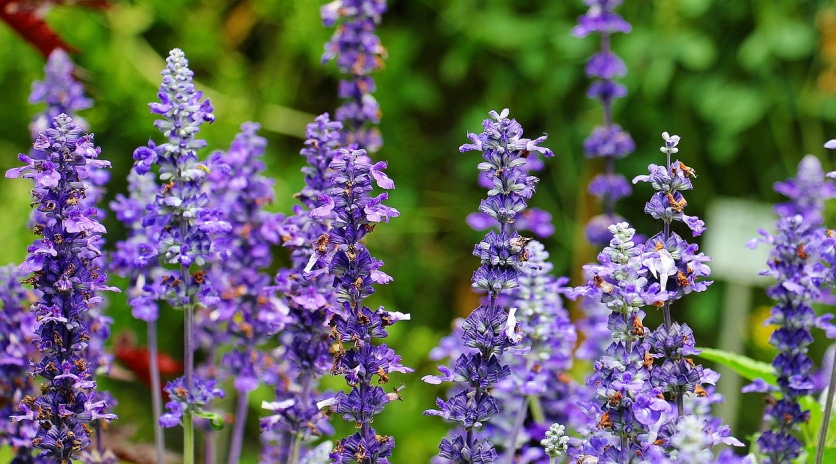 szałwia lekarska w kosmetyce