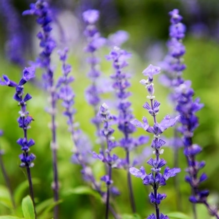 Szałwia lekarska – właściwoście, działanie i zastosowanie lecznicze