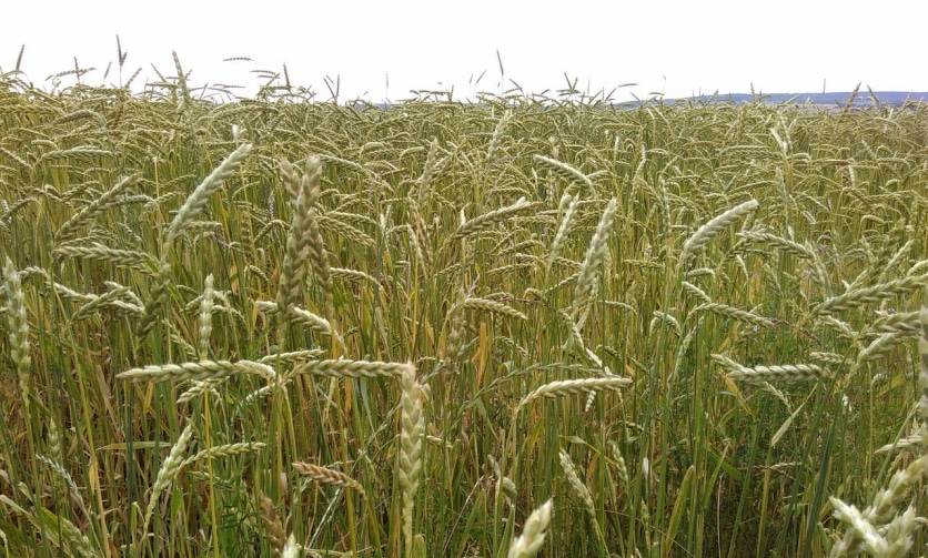 uprawa pszenicy orkiszowej