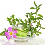 Czystek - właściwości, działanie i odchudzanie ziołami czystek