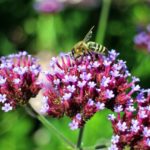 Herbata z werbeny - właściwości, działanie i zastosowanie herbata z werbeny