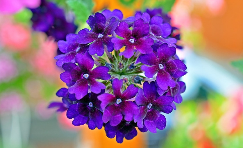 Verbena officinalis