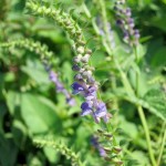 Tarczyca bajkalska - właściwości i zastosowanie korzenia bajkaliny tarczyca bajkalska