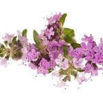 Macierzanka - właściwości, zastosowanie i uprawa macierzanka