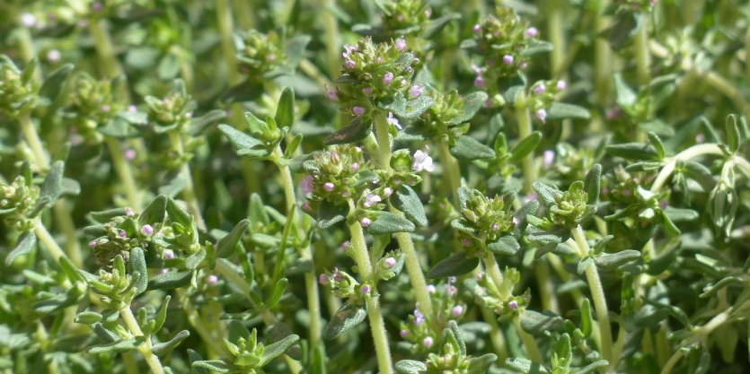 macierzanka-thymus-vulgaris