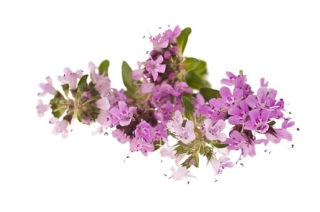 Macierzanka – właściwości, zastosowanie i uprawa