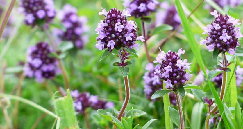 ziele macierzanki zwyczajnej