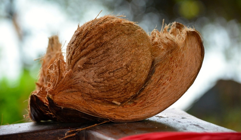 kokos w łupinie