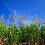 Melasa trzcinowa - właściwości, zastosowanie i przepisy melasa z trzciny cukrowej