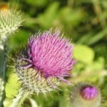 Olej z ostropestu - właściwości, działanie, zastosowanie i dawkowanie olej ostropestowy