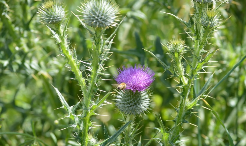 uprawa ostropestu plamistego