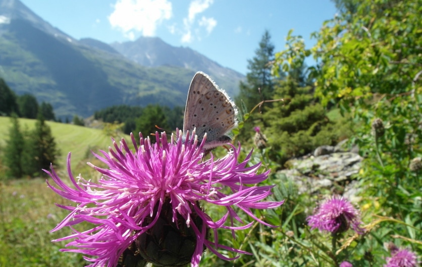 ostropest plamisty w naturze