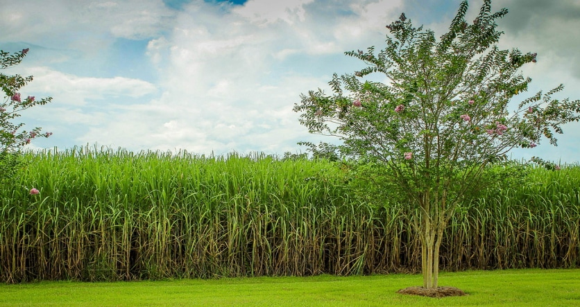 plantacja melasy trzcinowej