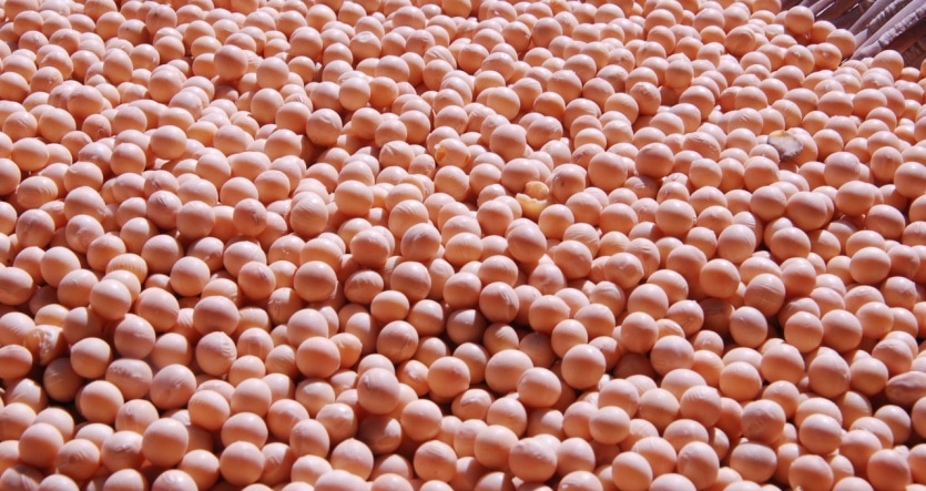 mąka z soi właściwości i zastosowanie