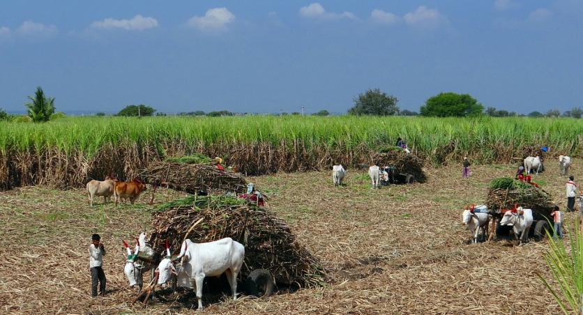 zbiory melasy - czarnego złota