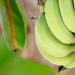 Chipsy bananowe - czy warto sięgać po taką przekąskę? chipsy bananowe