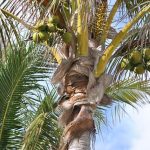 Mąka kokosowa - właściwości i zastosowanie maka kokosowa wlasciwosci zastosowanie