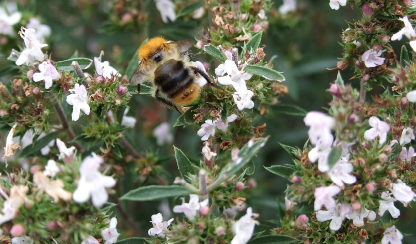 przyprawa meksykańska cząber