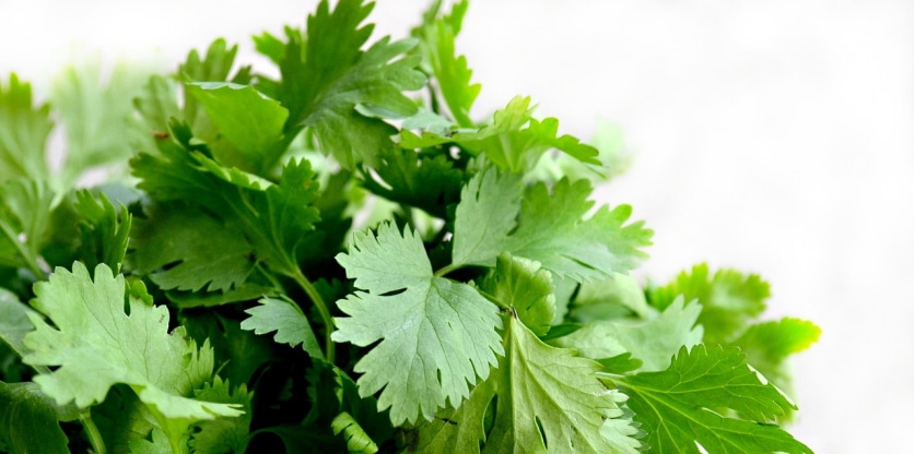 przyprawa meksykańska kolendra