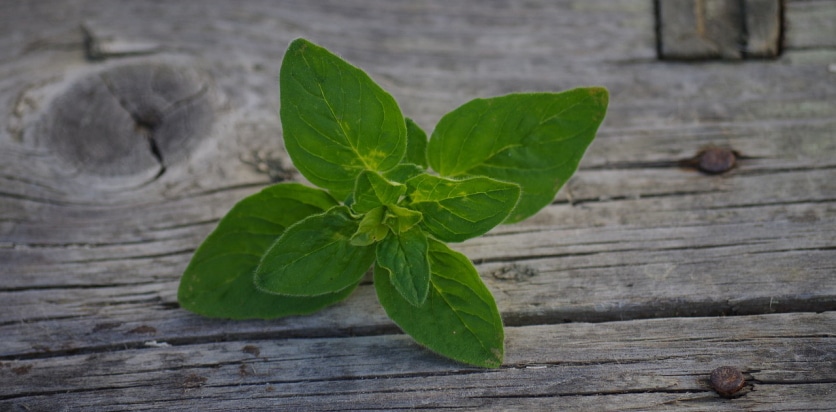 przyprawa meksykańska oregano