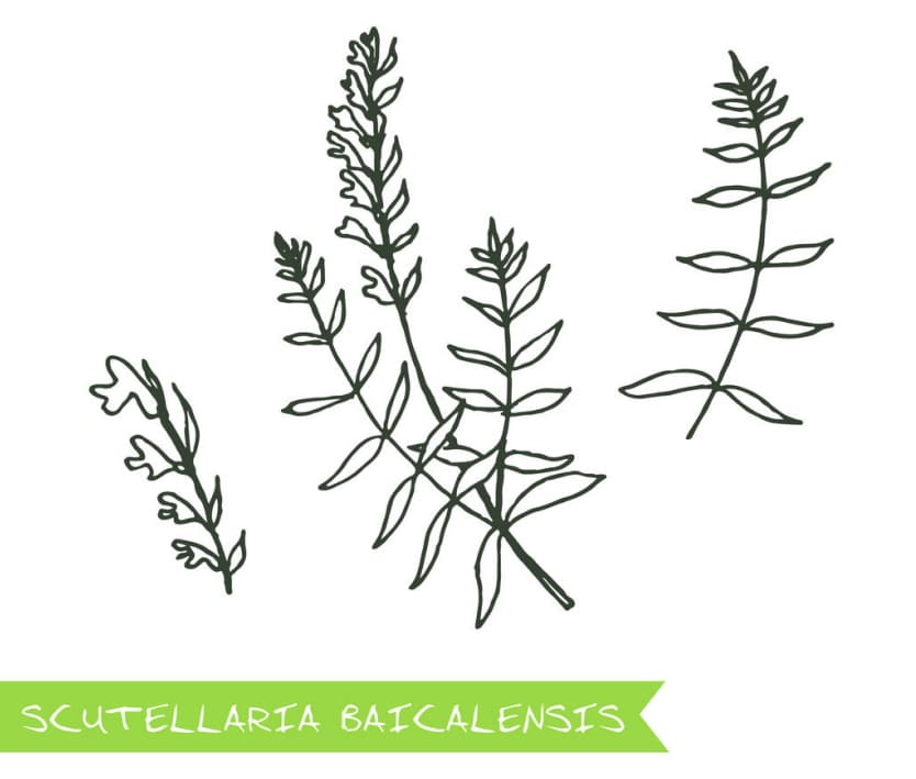 bajkalina własciwości lecznicze