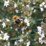 Czubryca - skład, właściwości i zastosowanie przyprawy czubrica czubryca cząber