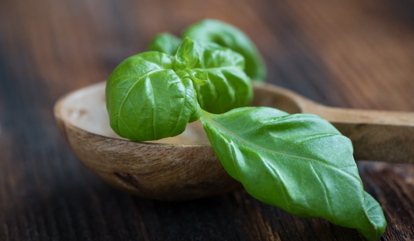 czubrica zielona bazylia