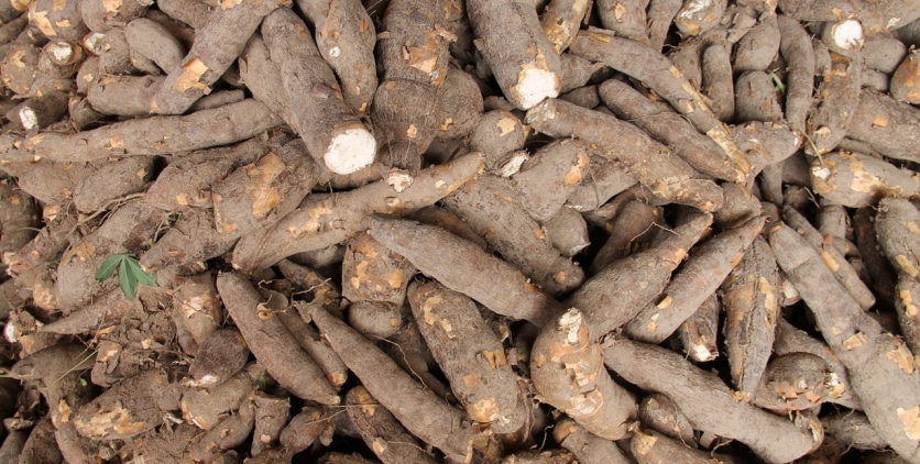 mąka z tapioki właściwości