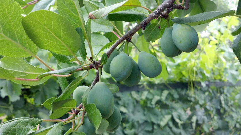 suszone śliwki na przeczyszczenie