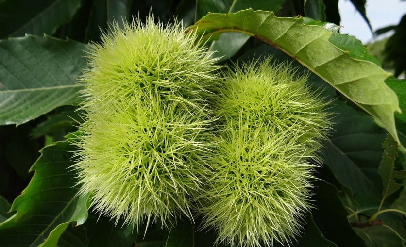 kasztany jadalne stosowane w mące