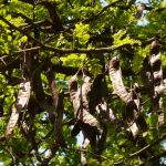 Melasa z karobu - właściwości i przepisy karob chleb świętojański