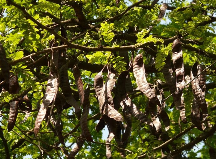 Melasa z karobu – właściwości i przepisy