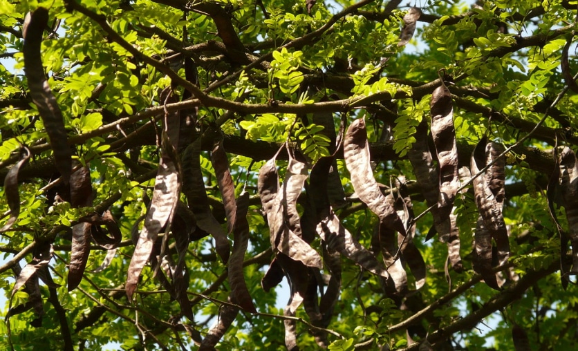 Melasa z karobu – właściwości i przepisy