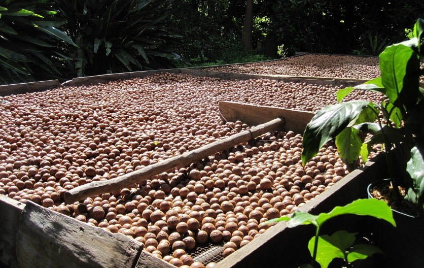 orzechy macadamia wartości odżywcze