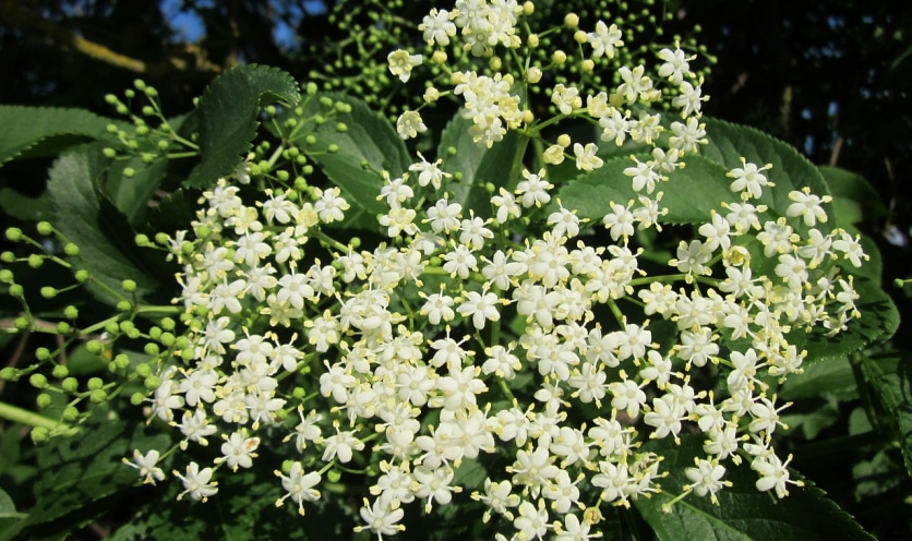 sok z czarnego bzu ile pić