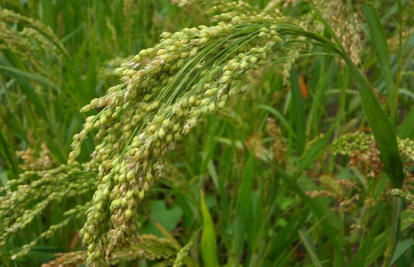 proso płatki jaglane