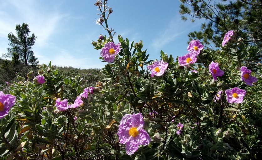 ziele czystka na odchudzanie