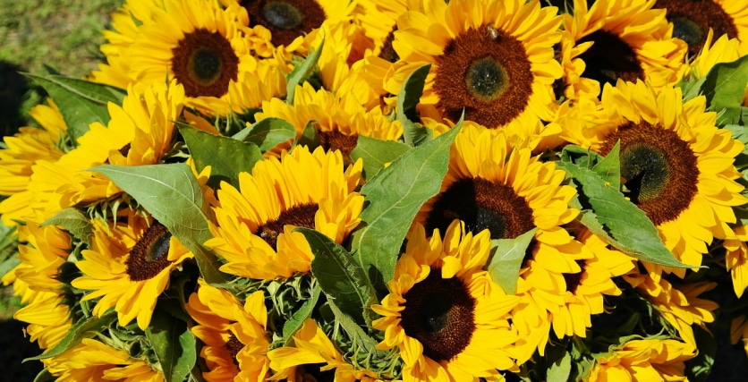 słonecznik wartości odżywcze