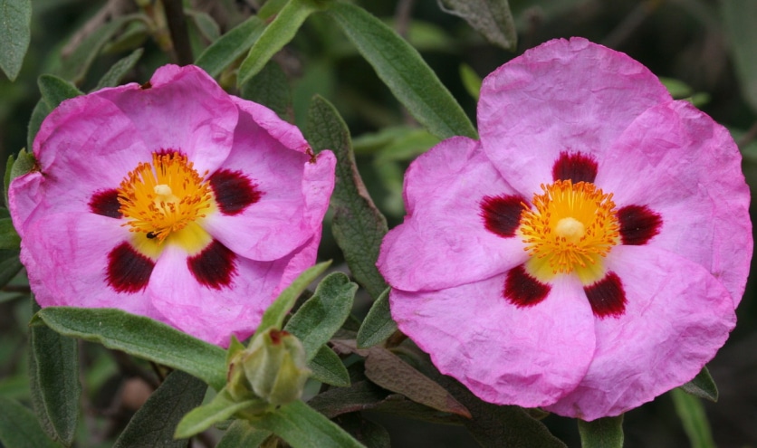 czystek a trądzik różowaty