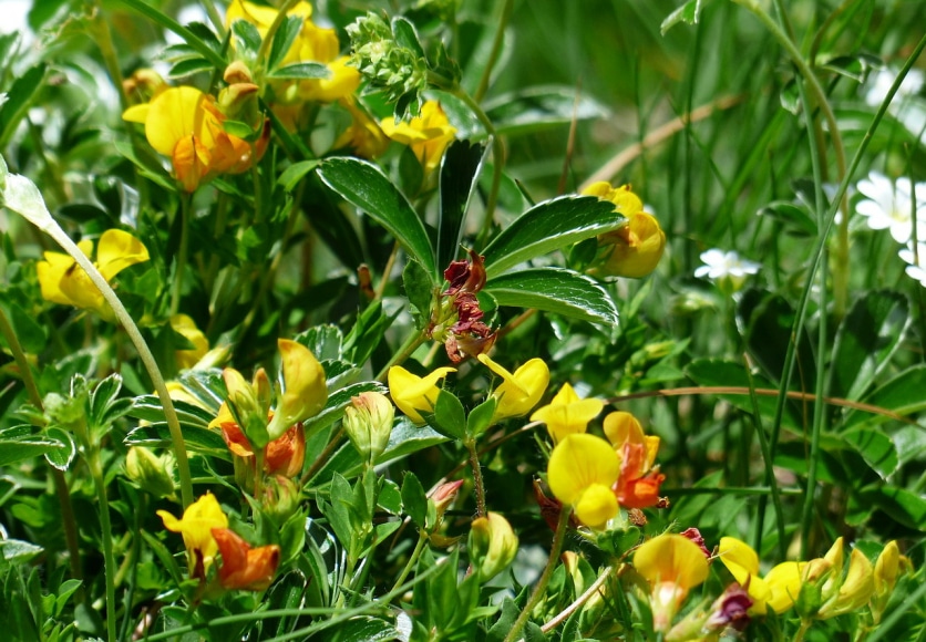 kozieradka właściwości przyprawy