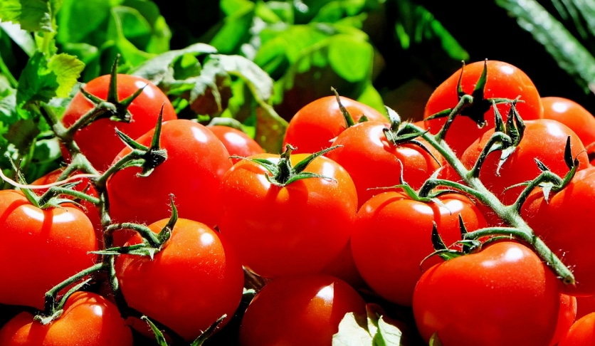 likopen właściwości lecznicze